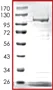 SDS-PAGE - Recombinant human PAK6 protein (AB89757)