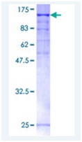 Recombinant Human PAM/Peptidyl-glycine alpha-amidating monooxygenase protein