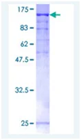 SDS-PAGE - Recombinant Human PAM/Peptidyl-glycine alpha-amidating monooxygenase protein (GST tag N-Terminus) (AB116775)