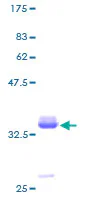 SDS-PAGE - Recombinant Human Pancreatic Polypeptide protein (GST tag N-Terminus) (AB114376)