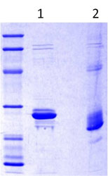 SDS-PAGE - Recombinant Human PANDER protein (AB113864)