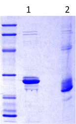 SDS-PAGE - Recombinant Human PANDER protein (AB113864)