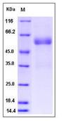 SDS-PAGE - Recombinant Human PANDER protein (Fc Chimera) (AB276383)