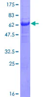 SDS-PAGE - Recombinant Human PANK1 protein (GST tag N-Terminus) (AB153362)