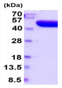 Recombinant human PAP protein (Active)
