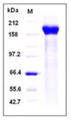 SDS-PAGE - Recombinant Human PAPP A2 protein (His tag) (AB276291)