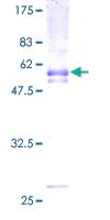 SDS-PAGE - Recombinant Human PAQR8 protein (GST tag N-Terminus) (AB164739)