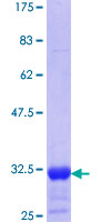 Recombinant Human PAR1/Thrombin Receptor protein