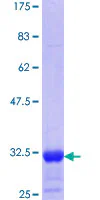 SDS-PAGE - Recombinant Human PAR1/Thrombin Receptor protein (AB114346)