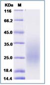 SDS-PAGE - Recombinant Human PAR1/Thrombin Receptor protein (His tag) (AB276553), expandable thumbnail