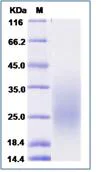 SDS-PAGE - Recombinant Human PAR1/Thrombin Receptor protein (His tag) (AB276553)