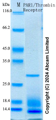 SDS-PAGE - Recombinant Human PAR1/Thrombin Receptor Protein Standard (His tag) (AB316672)