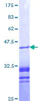 SDS-PAGE - Recombinant Human PAR4 protein (GST tag N-Terminus) (AB114724)