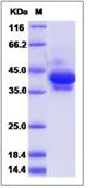 SDS-PAGE - Recombinant Human Parathyroid Hormone protein (Fc Chimera) (AB276509)