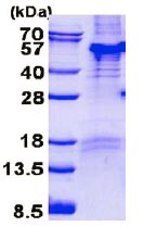 SDS-PAGE - Recombinant Human PARD6B protein (denatured) (AB139223)
