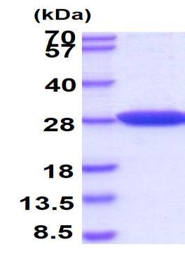 SDS-PAGE - Recombinant Human PARK7/DJ1 protein (AB51198), expandable thumbnail