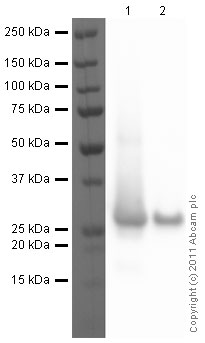 Western blot - Recombinant Human PARK7/DJ1 protein (AB51198), expandable thumbnail