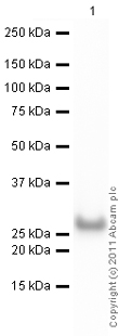 Western blot - Recombinant Human PARK7/DJ1 protein (AB51198), expandable thumbnail