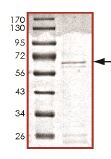 SDS-PAGE - Recombinant Human Parkin protein (AB140806), expandable thumbnail