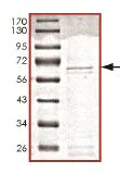 SDS-PAGE - Recombinant Human Parkin protein (AB140806)