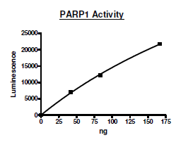 Recombinant human PARP1 protein (Active)