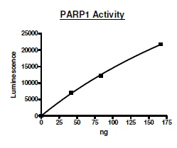 Functional Studies - Recombinant human PARP1 protein (Active) (AB271649)