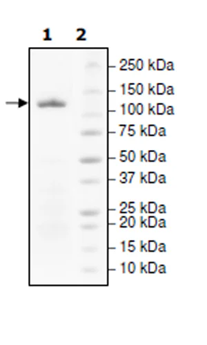 SDS-PAGE - Recombinant human PARP1 protein (Active) (AB271649)