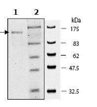 SDS-PAGE - Recombinant human PARP1 protein (GST tag N-Terminus) (AB79663)
