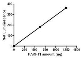Recombinant human PARP11 protein