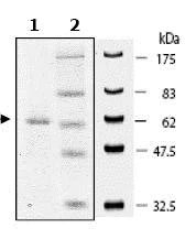 SDS-PAGE - Recombinant human PARP11 protein (AB79742)
