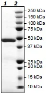 SDS-PAGE - Recombinant Human PARP12 protein (6x His tag N-Terminus + GST tag N-Terminus) (AB193474)