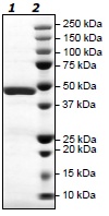 SDS-PAGE - Recombinant Human PARP12 protein (Tagged) (AB193474)