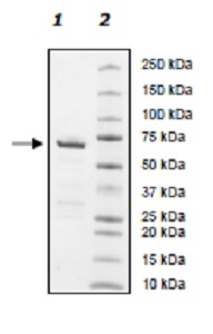 SDS-PAGE - Recombinant human PARP14 protein (AB198628), expandable thumbnail