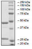 Recombinant human PARP15 protein