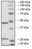 SDS-PAGE - Recombinant human PARP15 protein (GST tag N-Terminus) (AB198468)
