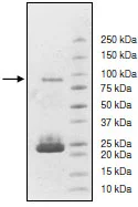 SDS-PAGE - Recombinant human PARP2 protein (GST tag N-Terminus) (AB198766)