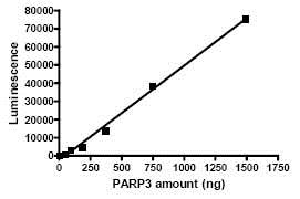 Functional Studies - Recombinant human PARP3/IRT1 protein (AB79638)