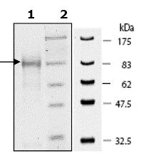 SDS-PAGE - Recombinant human PARP3/IRT1 protein (GST tag N-Terminus) (AB79638)