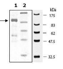 SDS-PAGE - Recombinant human PARP6 protein (GST tag N-Terminus) (AB79640)