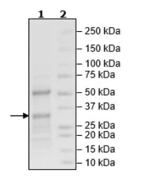 SDS-PAGE - Recombinant human PARP7 protein (Tagged) (AB271651)