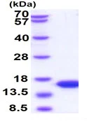 SDS-PAGE - Recombinant Human Parvalbumin protein (AB101107)
