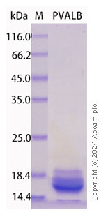 SDS-PAGE - Recombinant Human Parvalbumin Protein Standard (His tag) (AB316551), expandable thumbnail