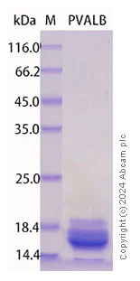SDS-PAGE - Recombinant Human Parvalbumin Protein Standard (His tag) (AB316551)