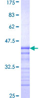 SDS-PAGE - Recombinant Human PASK protein (GST tag N-Terminus) (AB161560)
