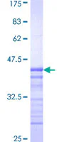 SDS-PAGE - Recombinant Human PASK protein (GST tag N-Terminus) (AB161560)