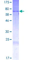 SDS-PAGE - Recombinant Human Pax2 protein (GST tag N-Terminus) (AB159050)