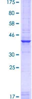 SDS-PAGE - Recombinant Human PAX7 protein (AB114237)
