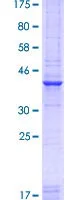 SDS-PAGE - Recombinant Human PAX7 protein (GST tag N-Terminus) (AB114237)