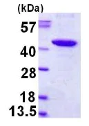 SDS-PAGE - Recombinant Human PBK/SPK protein (AB123196)