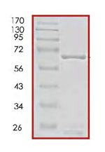 SDS-PAGE - Recombinant human PBK/SPK protein (AB85275), expandable thumbnail